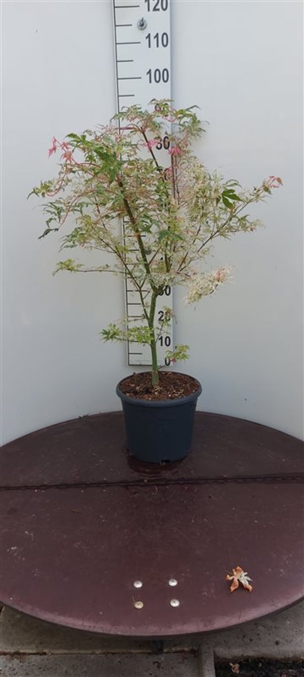 Acer pal. 'Ukigumo' - C10 80-100 CM